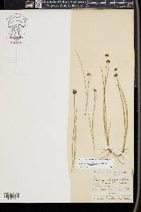 Juncus nevadensis image