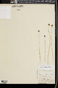 Juncus nevadensis image