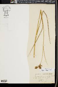 Juncus nodatus image