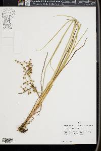 Juncus nodatus image