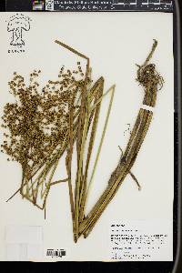 Juncus nodatus image