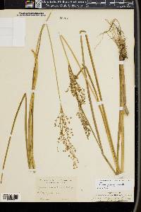 Juncus nodatus image