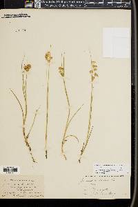 Juncus nodosus image