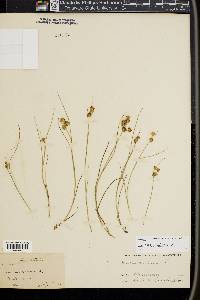 Juncus nodosus image