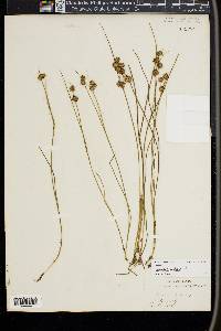 Juncus nodosus image