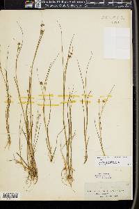 Juncus nodosus image