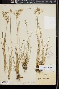 Juncus orthophyllus image