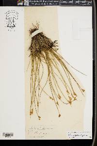 Juncus parryi image