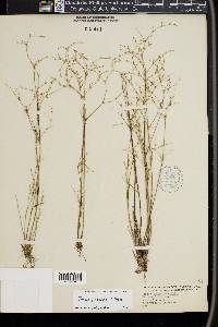 Juncus pelocarpus image