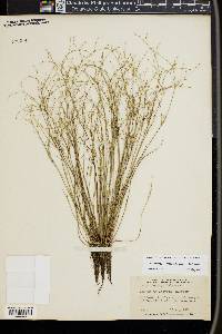 Juncus pelocarpus image