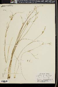 Juncus pelocarpus image