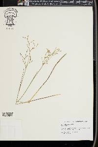 Juncus pelocarpus image