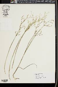 Juncus pelocarpus image