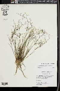 Juncus pelocarpus image