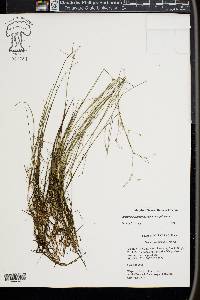 Juncus pelocarpus image