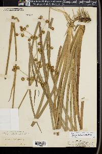 Juncus polycephalos image