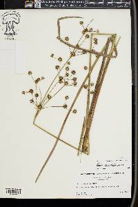 Juncus polycephalos image