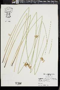 Juncus pylaei image