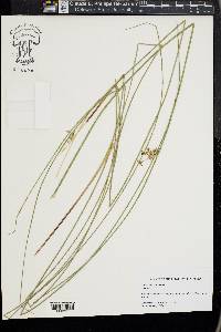 Juncus pylaei image