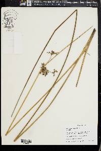 Juncus roemerianus image