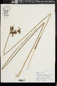 Juncus roemerianus image