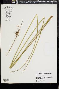 Juncus roemerianus image