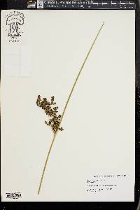 Juncus roemerianus image