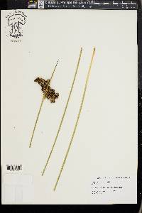 Juncus roemerianus image