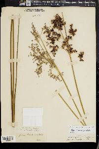 Juncus roemerianus image