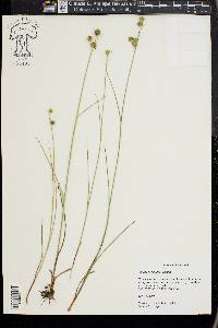 Juncus scirpoides image