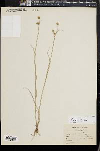 Juncus scirpoides image