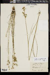 Juncus scirpoides image