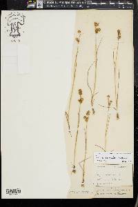 Juncus scirpoides image