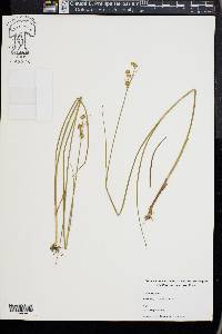 Juncus scirpoides image