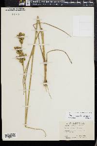 Juncus scirpoides image