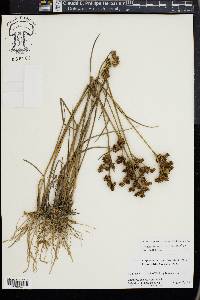 Juncus scirpoides image