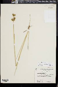 Juncus scirpoides image