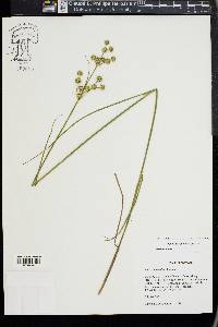 Juncus scirpoides image