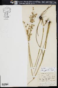 Juncus scirpoides image