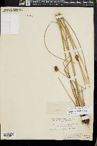 Juncus scirpoides image