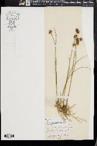 Juncus scirpoides image