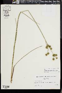 Juncus scirpoides image