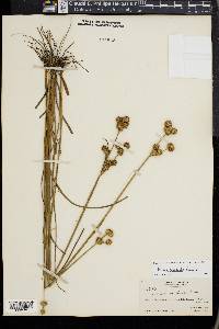 Juncus scirpoides image