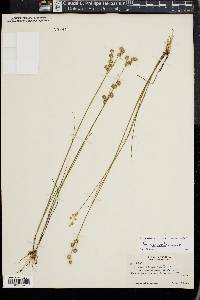 Juncus scirpoides image