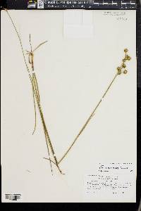 Juncus scirpoides image