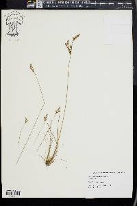 Juncus secundus image