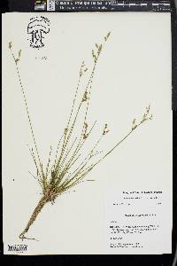 Juncus secundus image