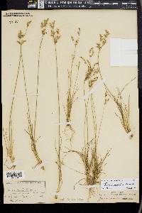 Juncus secundus image