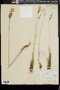 Juncus secundus image