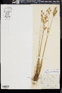 Juncus secundus image